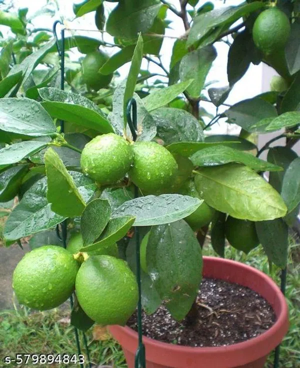 Lemon_plant_(grafted_pack_of_1)