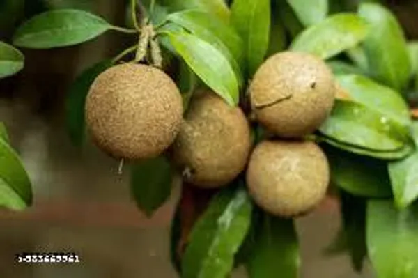 CHIKOO_THAI442_PLANT
