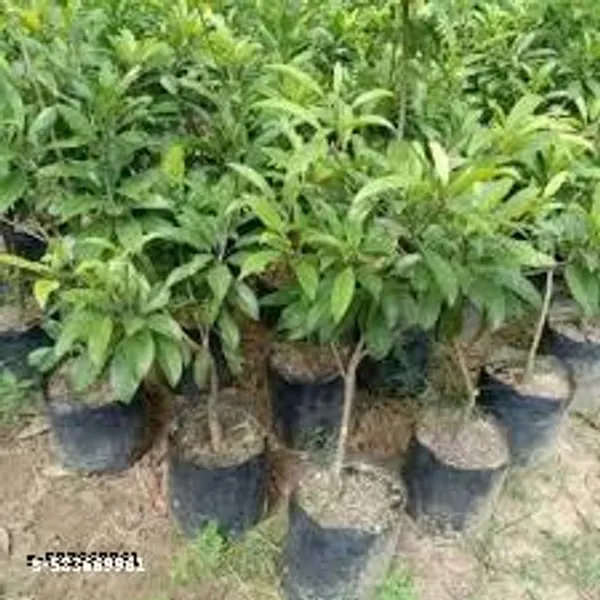 CHIKOO_THAI442_PLANT