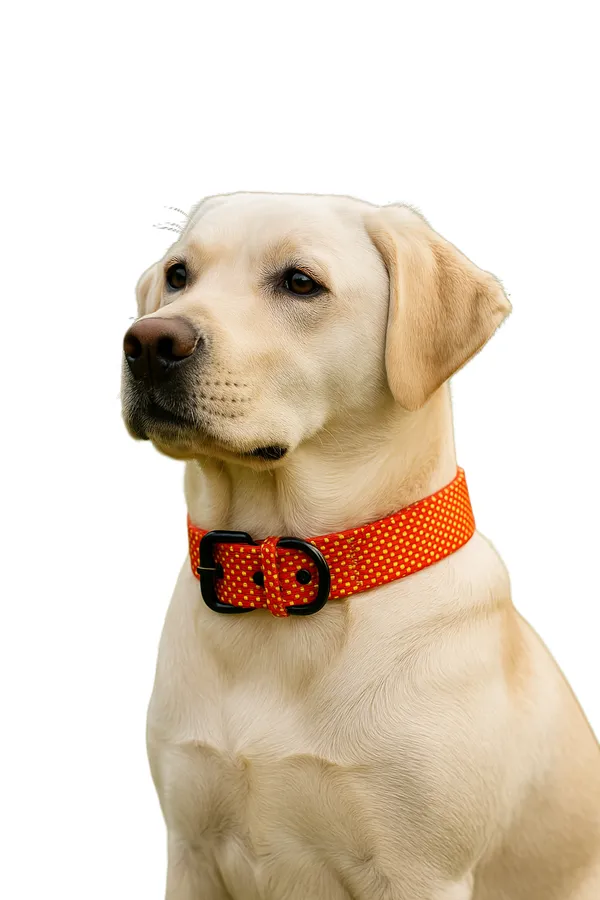 Orange_Nylon_Doted_Dog_Collar_For_Large_Dog_Like_,_Pit-bull,_Rottweiler,_German_Etc.