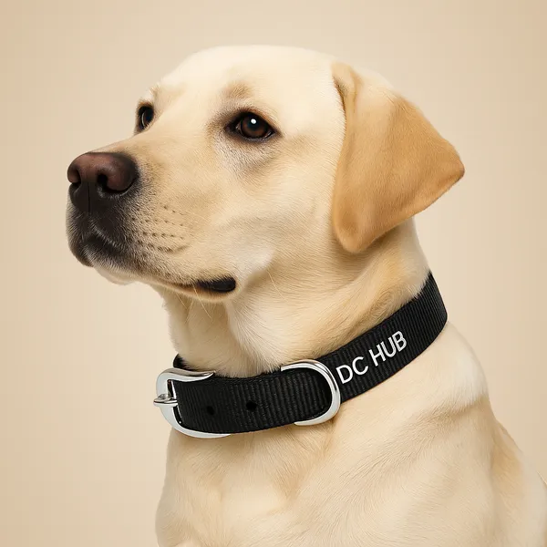 Black_Polyester_And_Metal_Collar_And_Chain_For_Small_Puppy