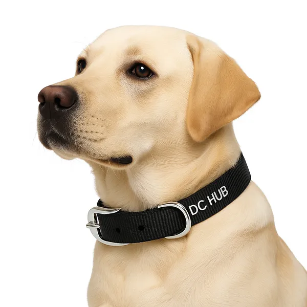 Black_Polyester_And_Metal_Collar_And_Chain_For_Small_Puppy
