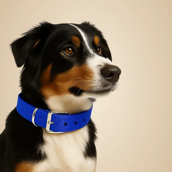 Blue_Polyester_And_Metal_Collar_And_Chain_For_Small_Puppy