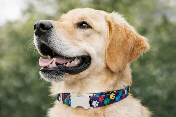 Colorful_Paw_Print_Adjustable_Dog_Collar_|_Durable_Nylon_Pet_Collar_with_Quick_Release_Buckle