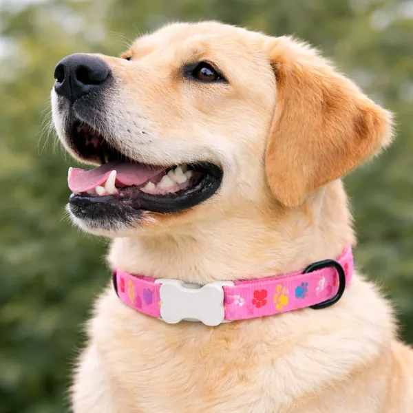 Colorful_Paw_Print_Adjustable_Dog_Collar_|_Durable_Nylon_Pet_Collar_with_Quick_Release_Buckle