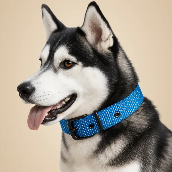 Blue_Nylon_Doted_Dog_Collar_For_Large_Dog_Like_,_Pitbul,_Rottweller,_German_Etc
