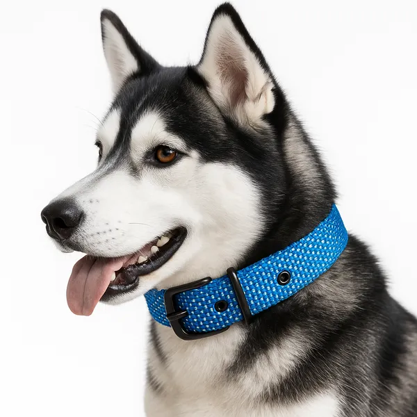 Blue_Nylon_Doted_Dog_Collar_For_Large_Dog_Like_,_Pitbul,_Rottweller,_German_Etc