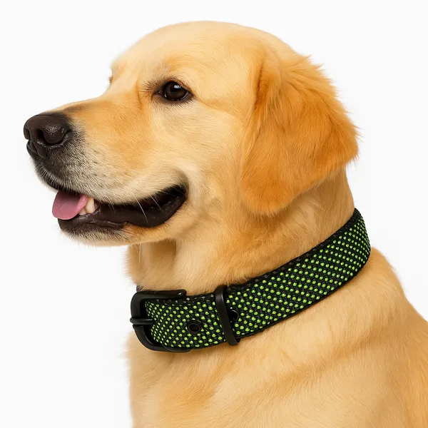 Green_Nylon_Dotted_Dog_Collar_For_Large_Dog_Like_,_Pitbull,_Rottweiler,_German_Etc