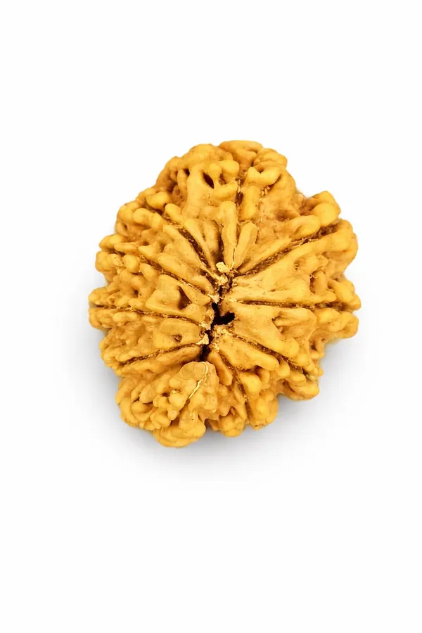 10_Mukhi_Rudraksha_Ganesh