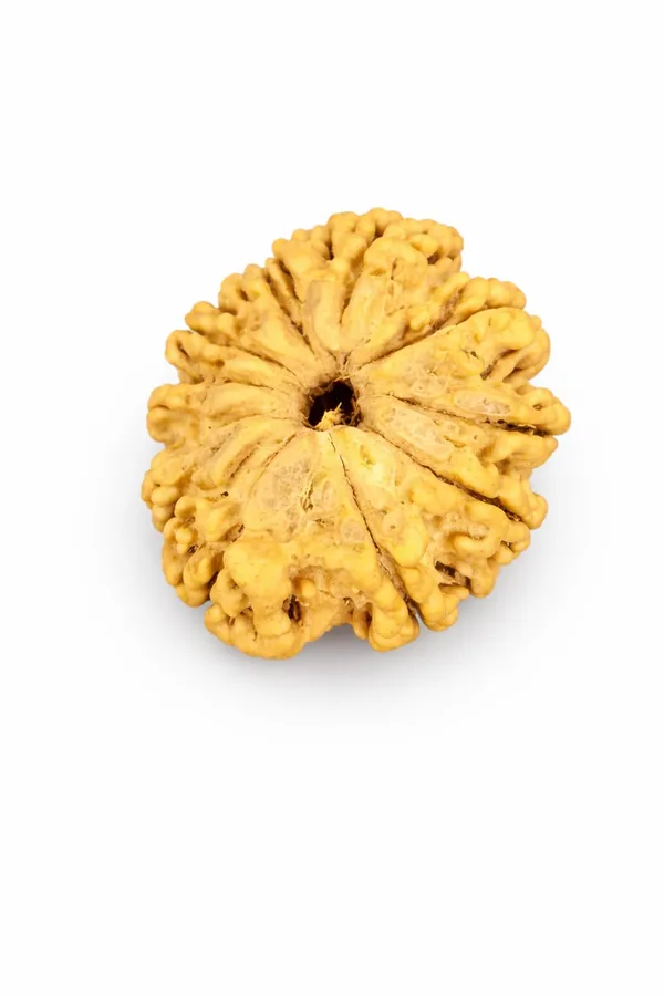 10_Mukhi_Rudraksha_Ganesh