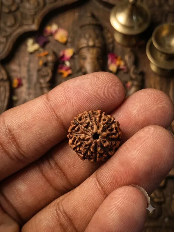 10_Mukhi_Indonesia_Rudraksha_15mm