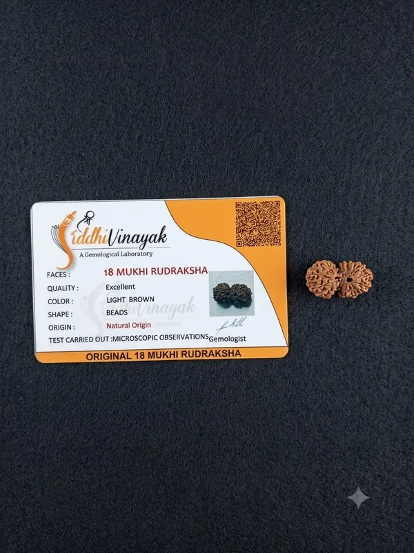 18_Mukhi_Indonesia_Rudraksha_