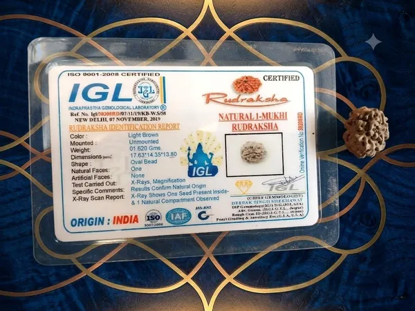 1_Mukhi_Indian_Rudraksha_