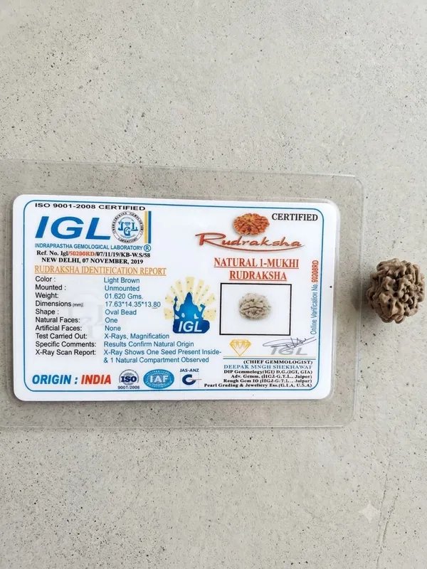1_Mukhi_Indian_Rudraksha_