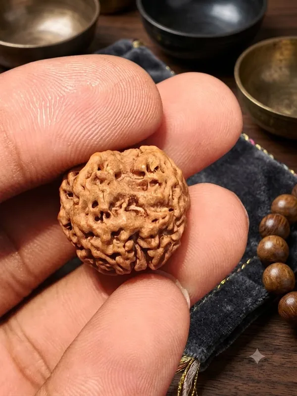 1_Mukhi_Underdeveloped_Nepali_Rudraksha_20mm