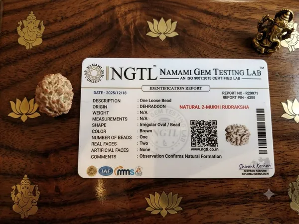 2_Mukhi_Indian_Rudraksha_