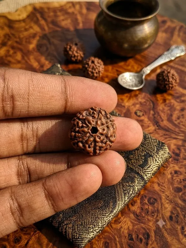 6_Mukhi_Indonesia_Rudraksha_20mm