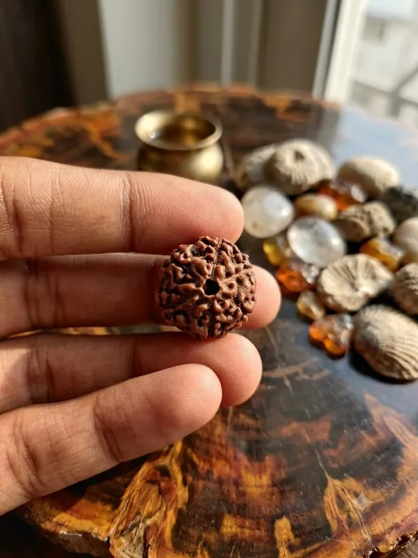 6_Mukhi_Indonesia_Rudraksha_20mm