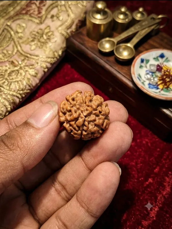 6_Mukhi_Indonesia_Rudraksha_25mm