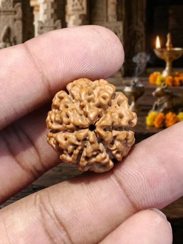 6_Mukhi_Indonesia_Rudraksha_25mm