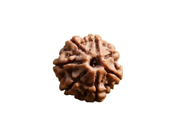 Original_7_Mukhi_Nepali_Natural_Rudraksha