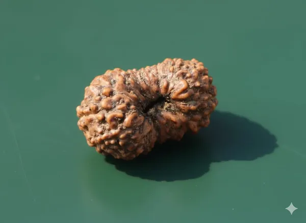 16_Mukhi__20MM_Indo_Rudraksha