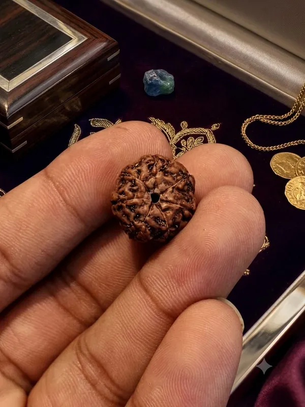 7_Mukhi_Indonesia_Rudraksha_15mm