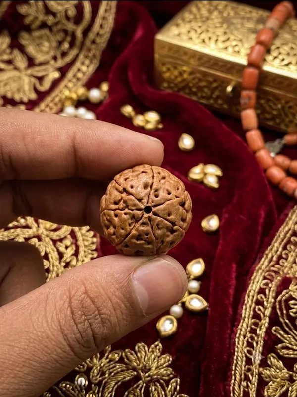 7_Mukhi_Indonesia_Rudraksha_25mm