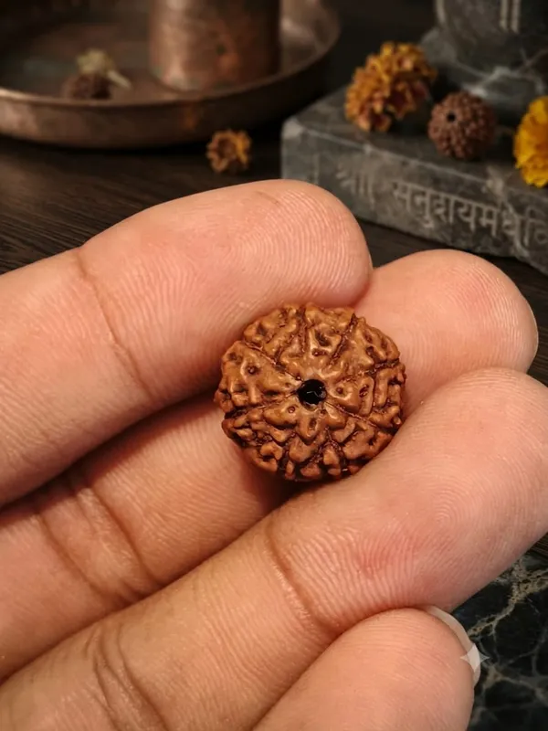8_Mukhi_Indonesia_Rudraksha_15mm