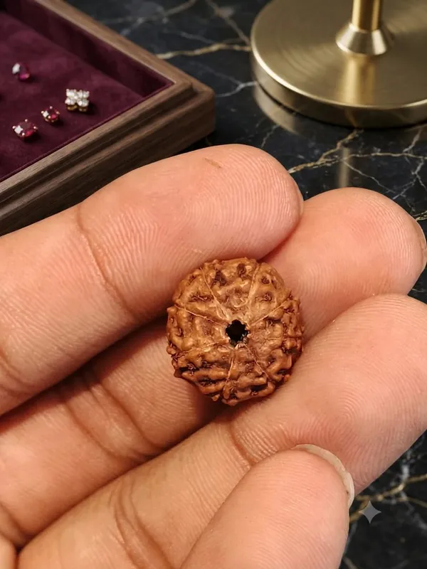 8_Mukhi_Indonesia_Rudraksha_15mm