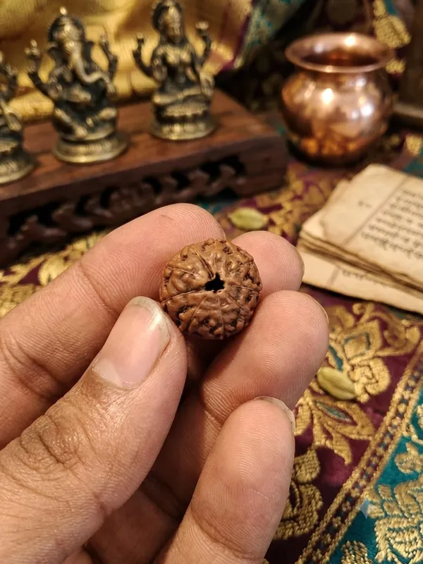 9_Mukhi_Rudraksha_Indonesia_15mm