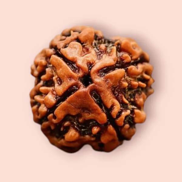 Brown_4_Mukhi_Nepali_Natural_Rudraksha