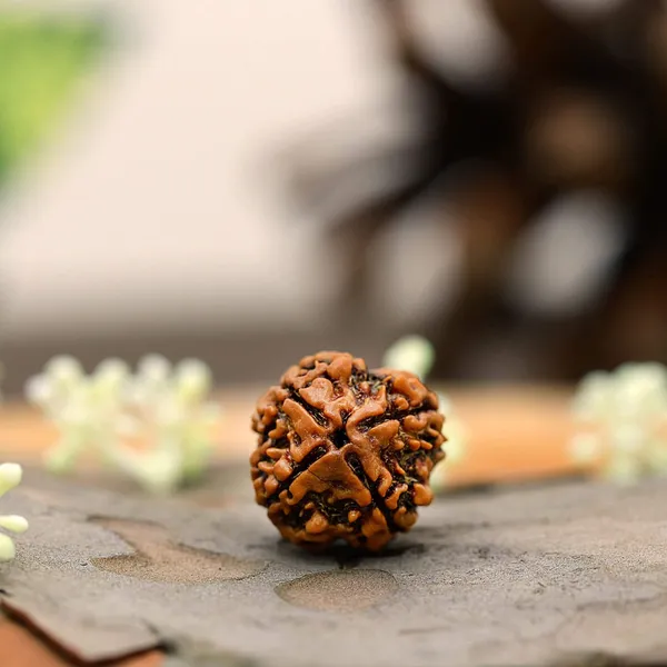 Brown_4_Mukhi_Nepali_Natural_Rudraksha