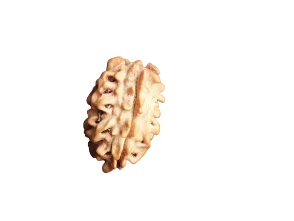 Brown_2_Mukhi_Indian_Natural_Rudraksha