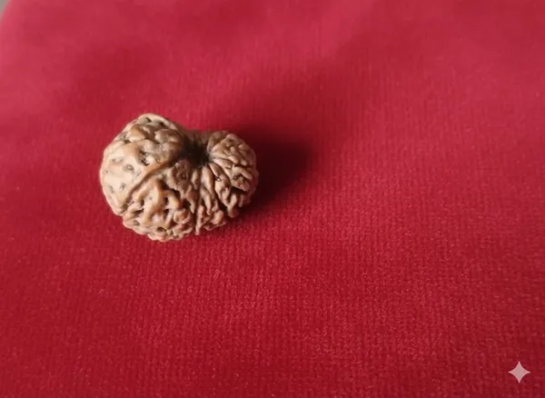 14_Mukhi_Indo_17.26MM