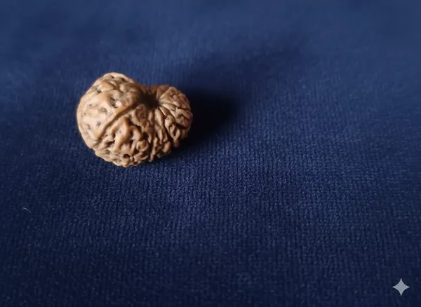 14_Mukhi_Indo_17.26MM