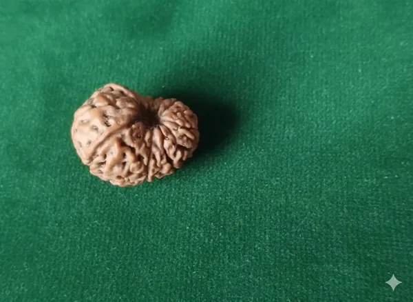 14_Mukhi_Indo_17.26MM