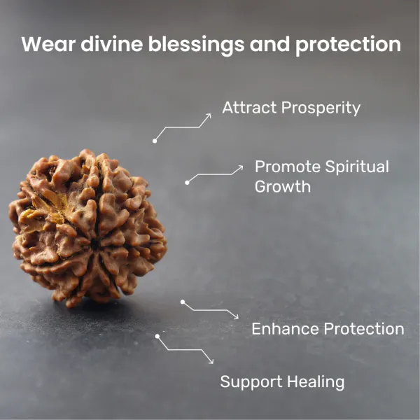 Brown_8_Mukhi_Nepali_Natural_Rudraksha
