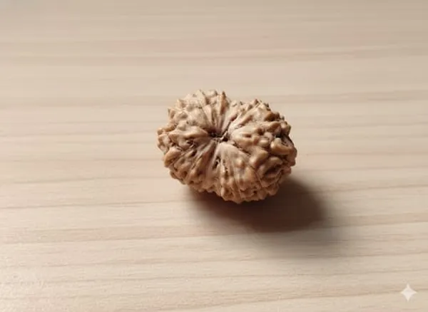 14_Mukhi_Indo_15.12MM