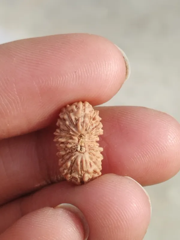 20_Mukhi_13MM_Indo_Rudraksha