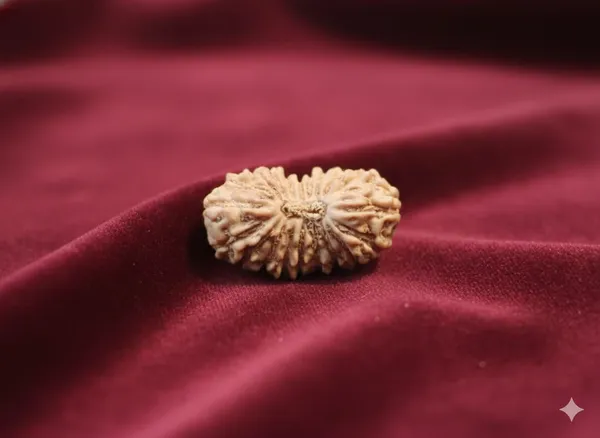 20_Mukhi_13MM_Indo_Rudraksha