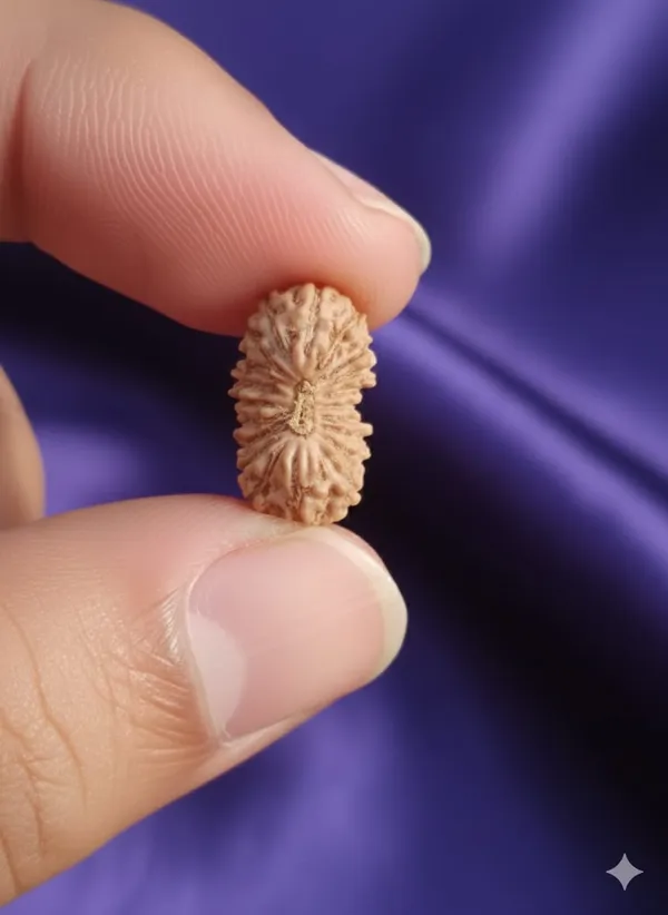 20_Mukhi_13MM_Indo_Rudraksha