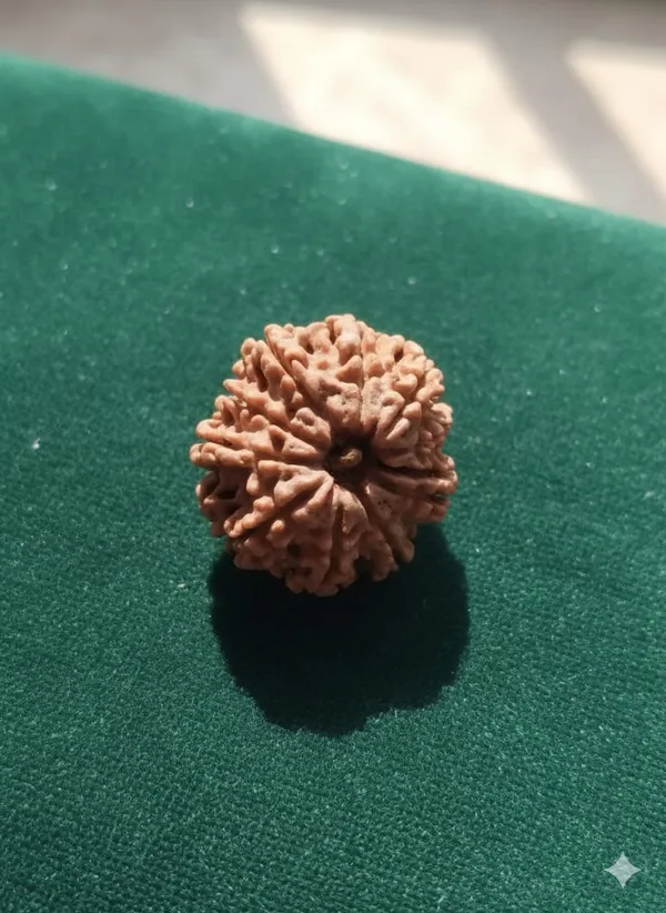 Brown_11_Mukhi_Nepali_Natural_Rudraksha