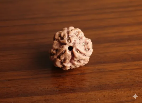 Brown_3_Mukhi_Nepali_Natural_Rudraksha