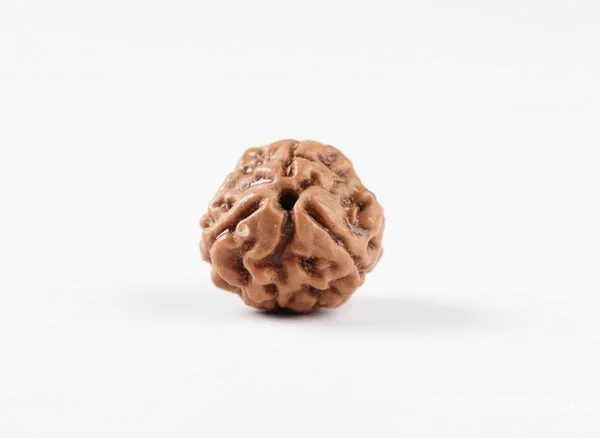Brown_3_Mukhi_Nepali_Natural_Rudraksha