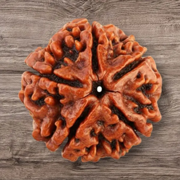 Brown_5_Mukhi_Nepali_Natural_Rudraksha