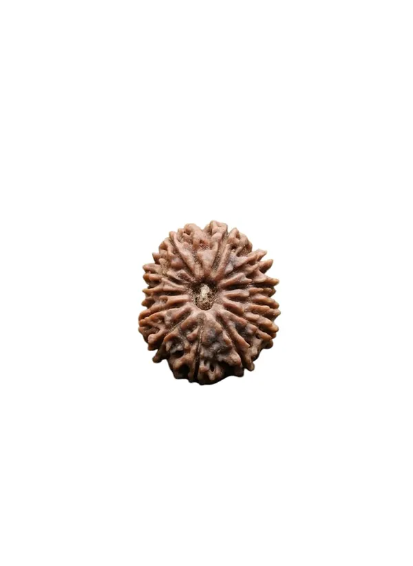 Brown_12_Mukhi_Nepali_Natural_Rudraksha
