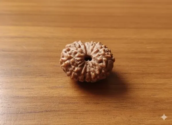 14_Mukhi_Indo_13.25MM