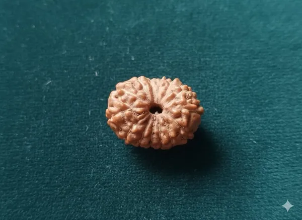 14_Mukhi_Indo_13.25MM