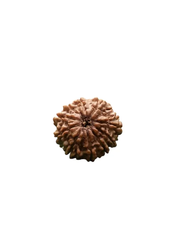 Brown_10_Mukhi_Nepali_Natural_Rudraksha